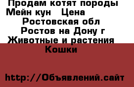 Продам котят породы  Мейн-кун › Цена ­ 12 000 - Ростовская обл., Ростов-на-Дону г. Животные и растения » Кошки   